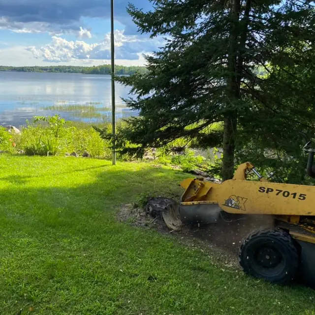 Stump grinder working near a lakeside tree