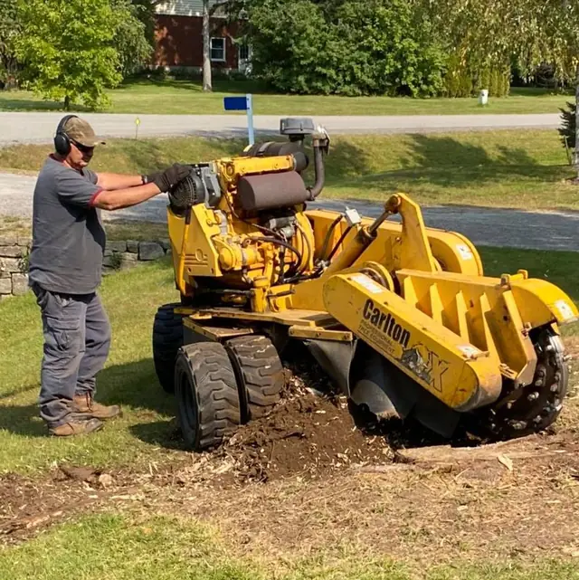 Operator using a yellow stump grinder beside a lawn