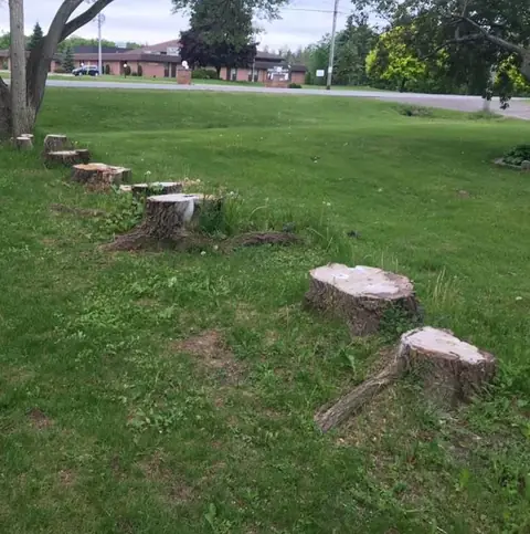 Several tree stumps in a yard before removal